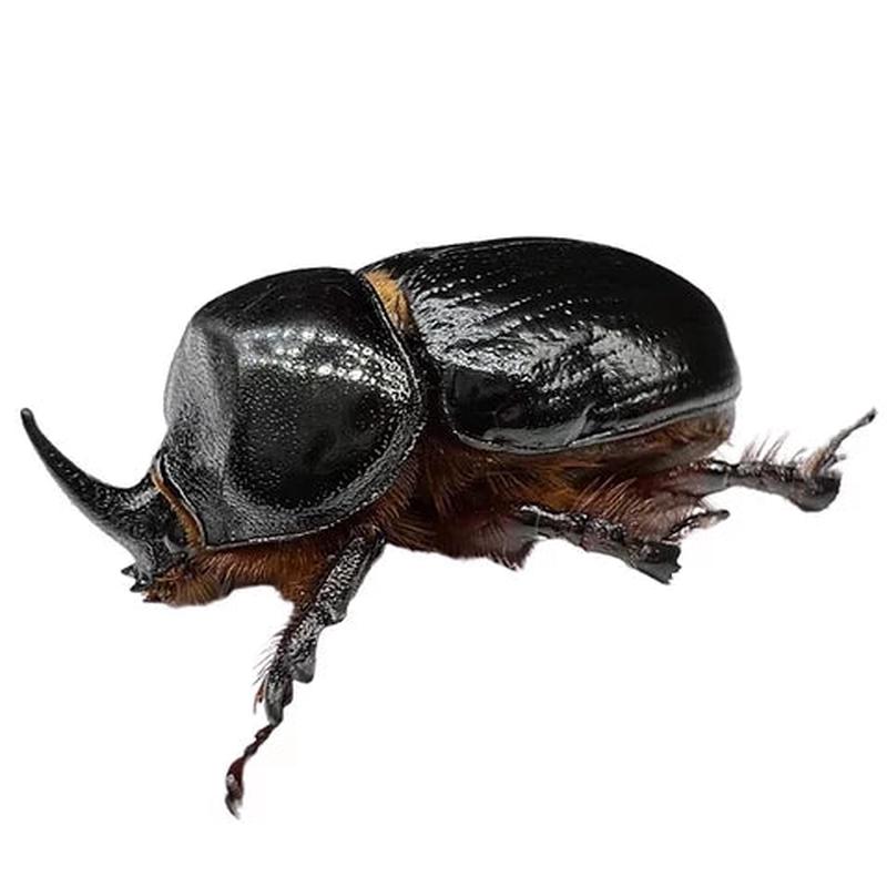 Xyloryctes Jamaicensis