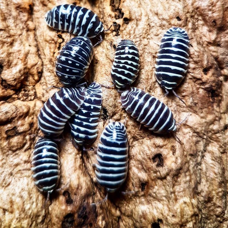 Zebra Isopods (Armadillidium Maculatum)