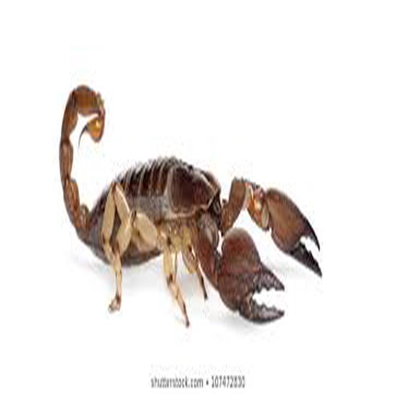 Yellow Legged Burrowing Scorpion
