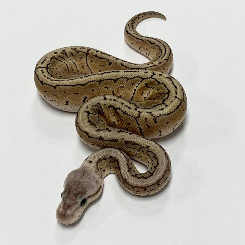 1.0 Lemon Blast Spark HRA