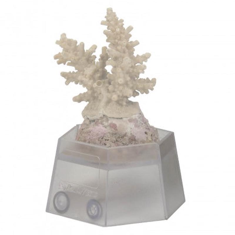 Coral Holder