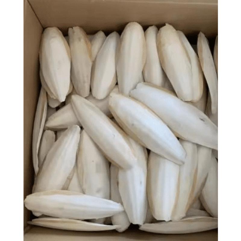 Vanpet Cuttlefish Bone XL L20cmx8cm 1PC