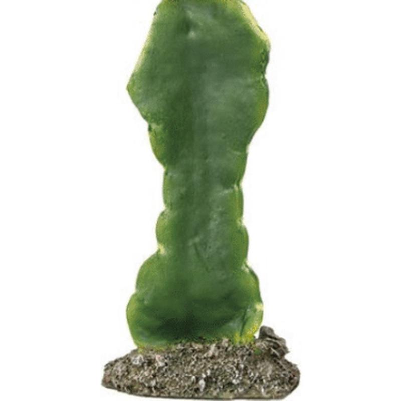 Cactus Gibson Medium One Time Offer Half Price