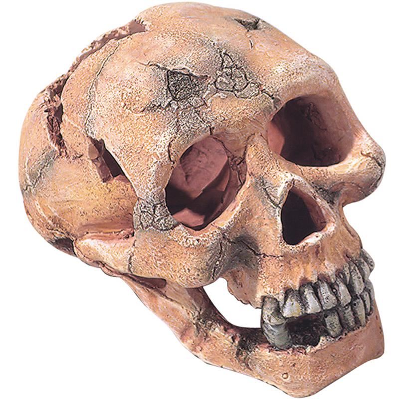 Aqua Della Skull L 15cm
