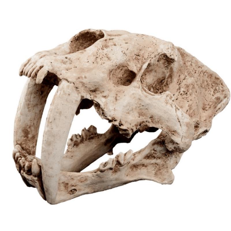 Saber Tooth Skull Decor 34x19x20cm