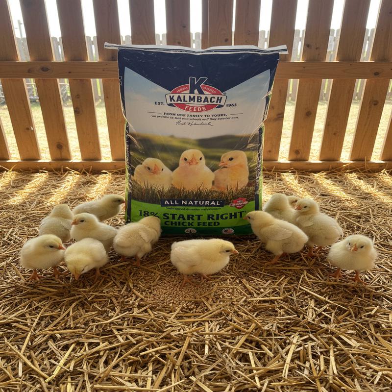 18 Non-Med Chick Starter