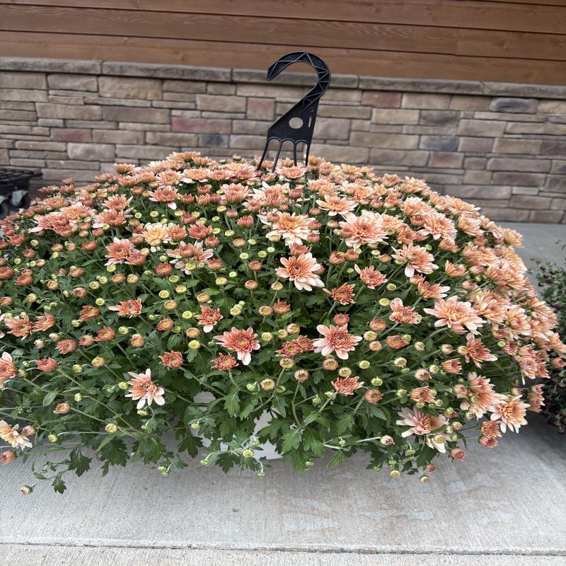 12" Hanging Mum Basket