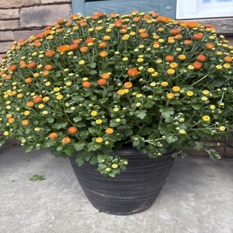 12" Round Dune Mum Pot