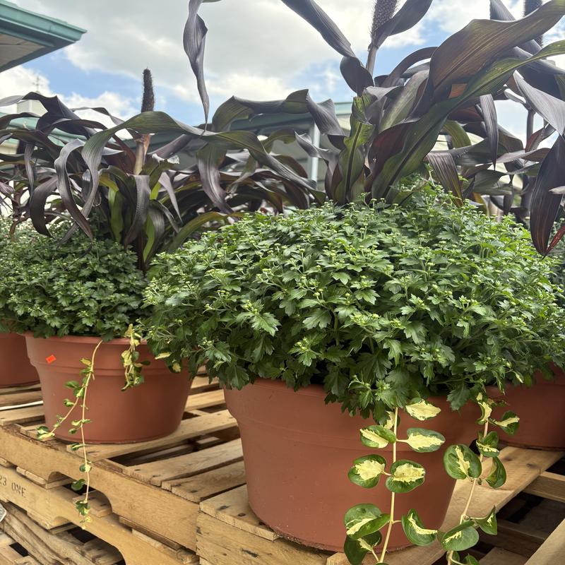 14" Terracotta Mum Pot